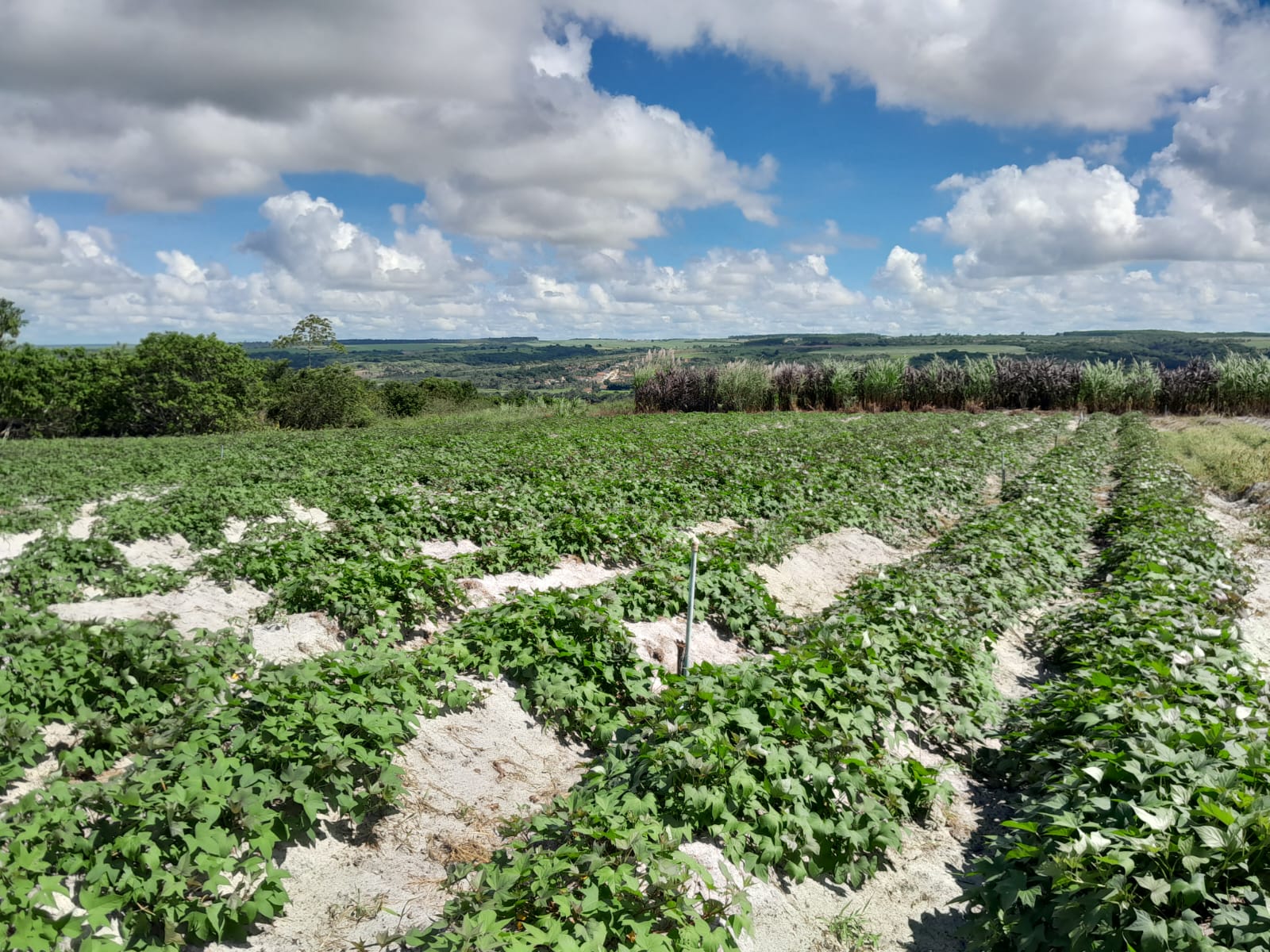 Agricultural landscape